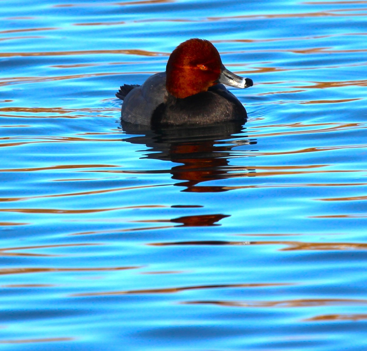 Redhead - ML645276497