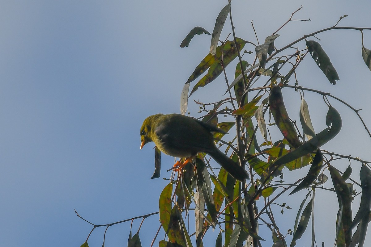 Glockenhonigfresser - ML645276499