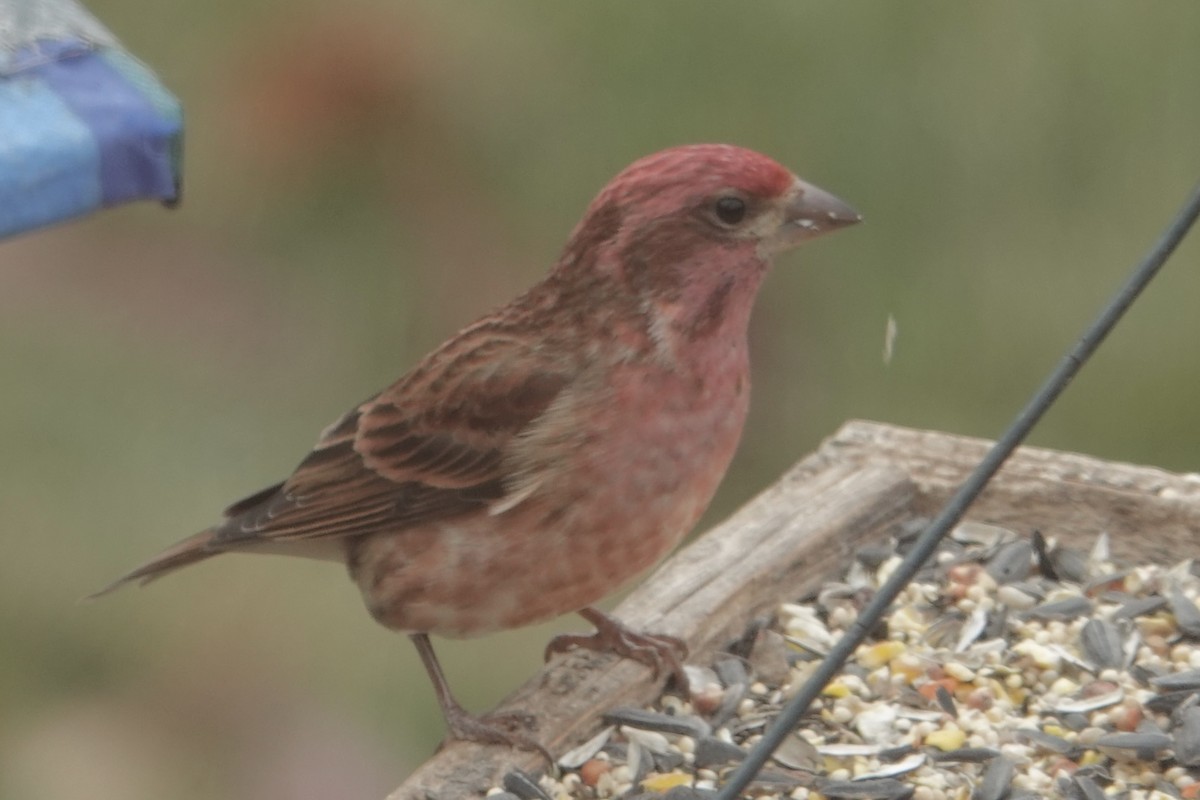 purpurfink - ML645276515