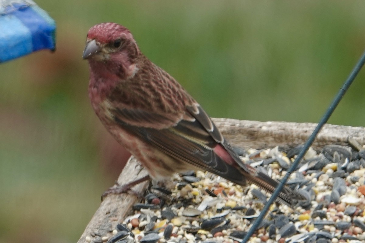 purpurfink - ML645276516