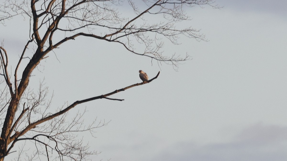 Peregrine Falcon - ML645276522