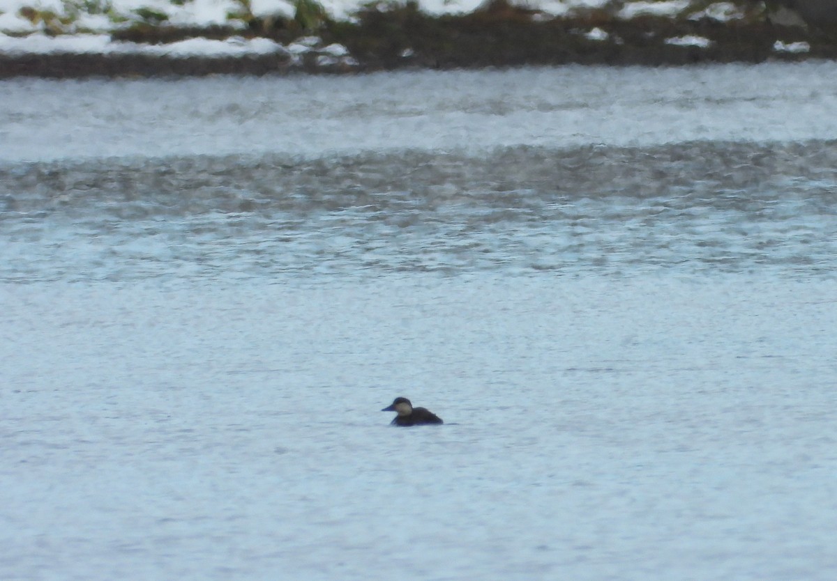 turpan žlutozobý - ML645276527