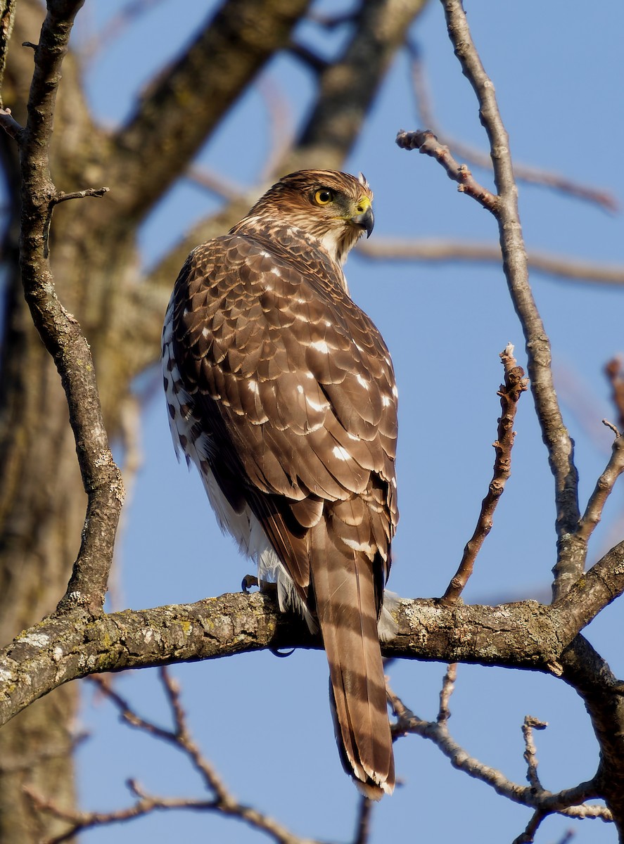 Cooper's Hawk - ML645276528