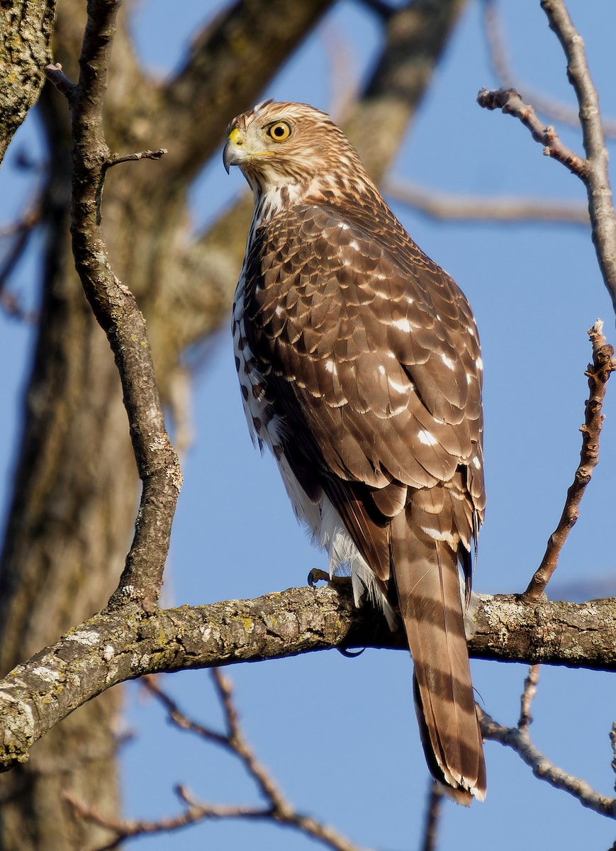 Cooper's Hawk - ML645276529