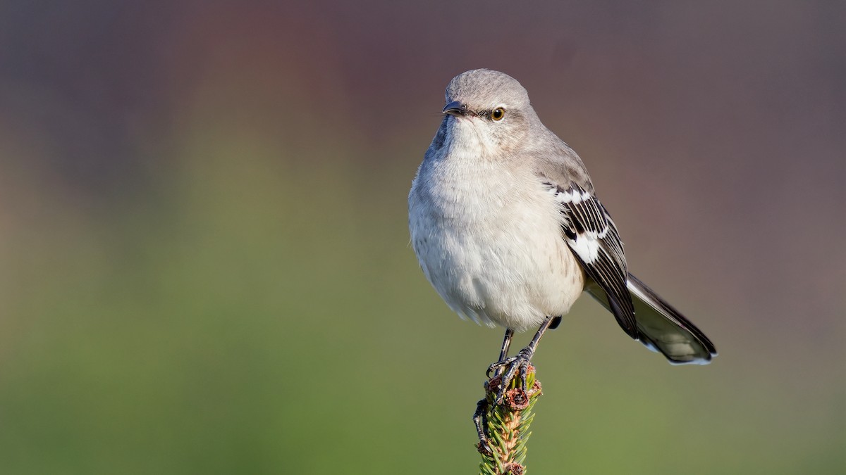 Northern Mockingbird - ML645276531
