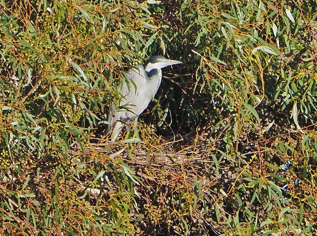 Héron mélanocéphale - ML645276536