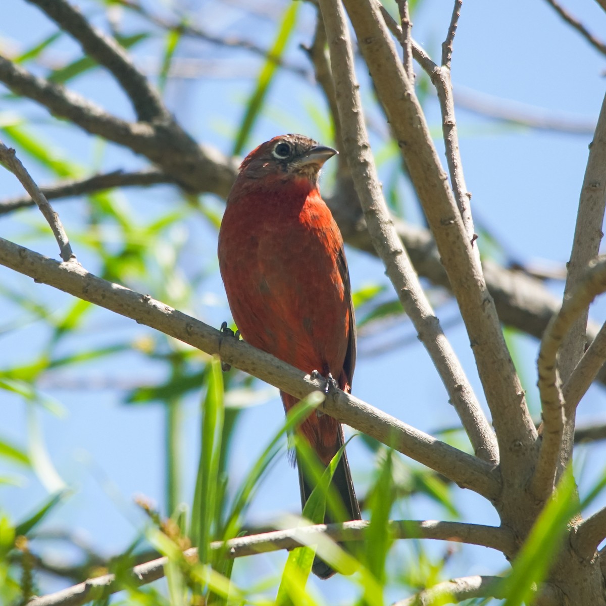 ベニイタダキ - ML645276555