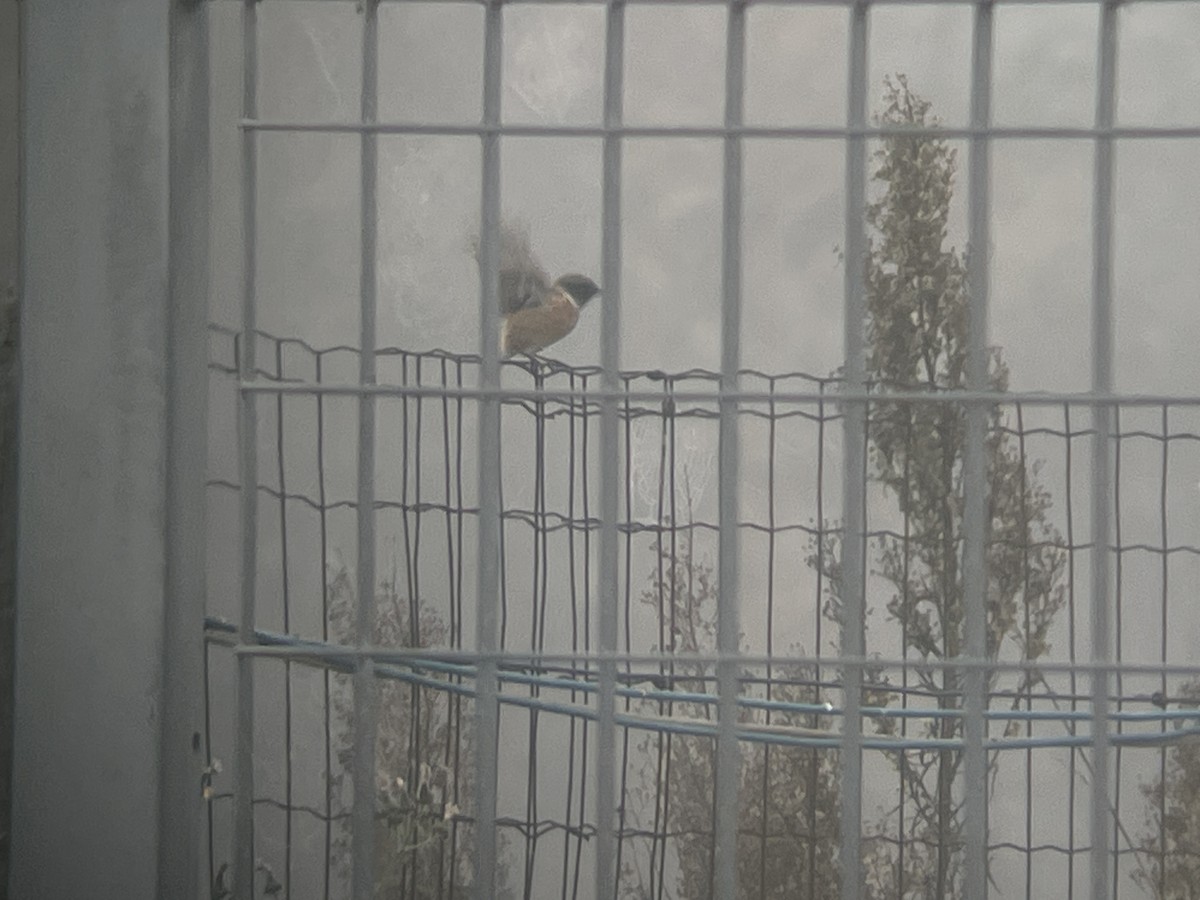 European Stonechat - ML645276568