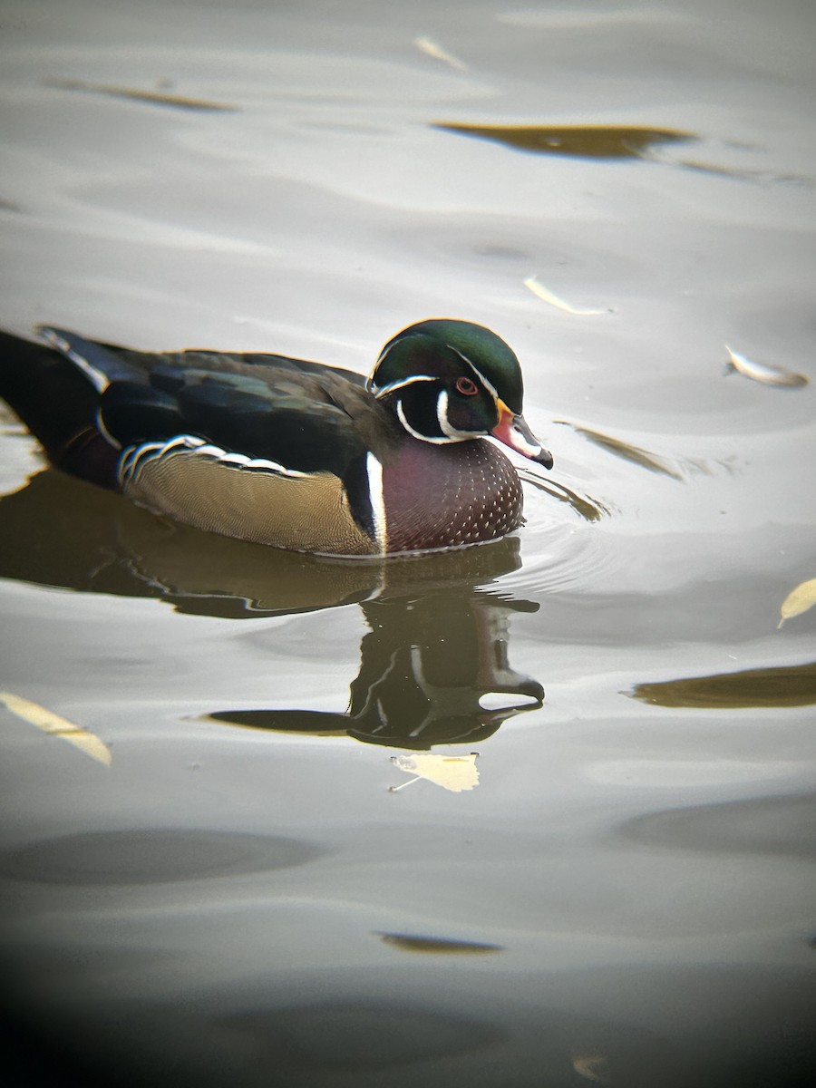 Ahate karolinarra - ML645276574