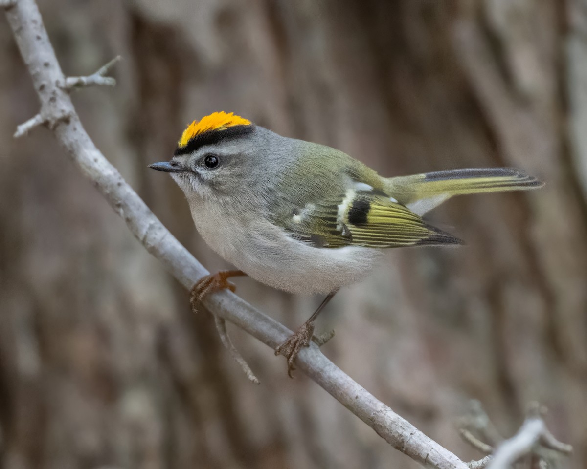 Golden-crowned Kinglet - ML645276634