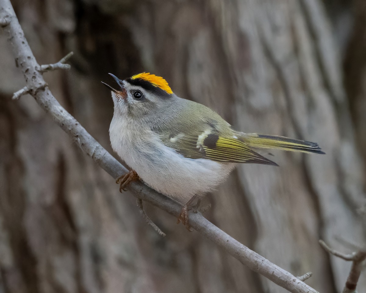 Golden-crowned Kinglet - ML645276639