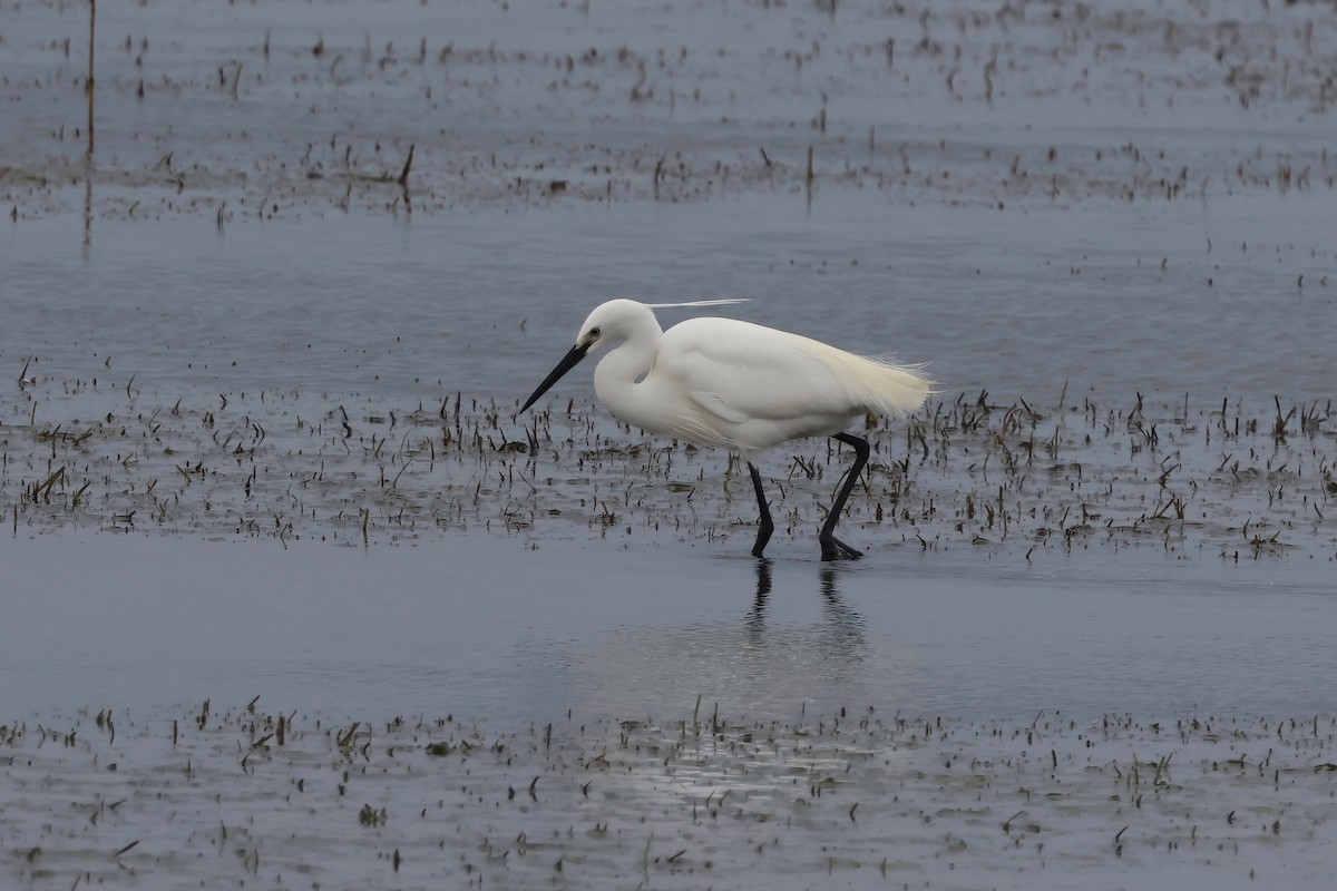 Seidenreiher - ML645276640