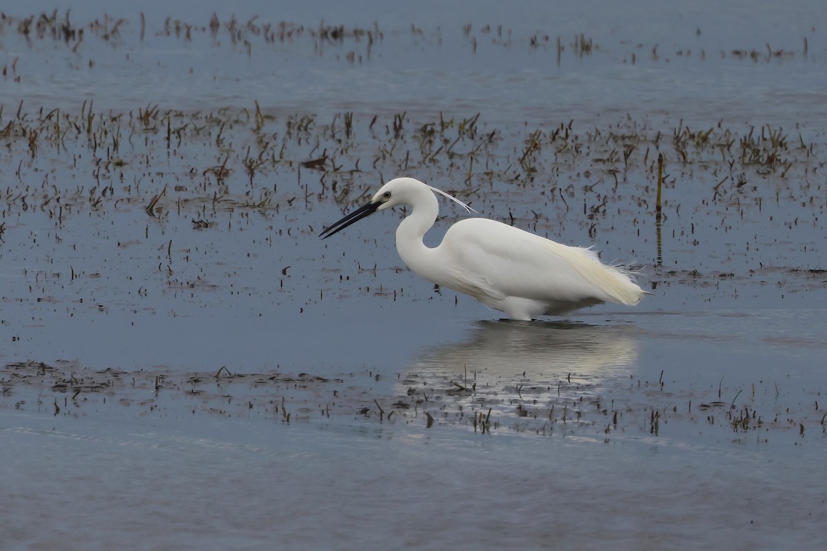 Seidenreiher - ML645276641