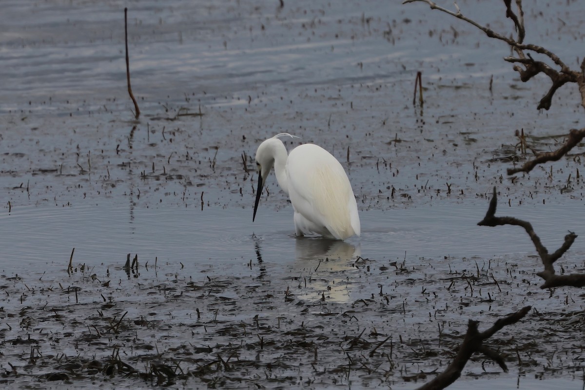 Seidenreiher - ML645276642