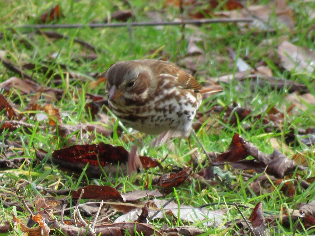 Fox Sparrow - ML645276649