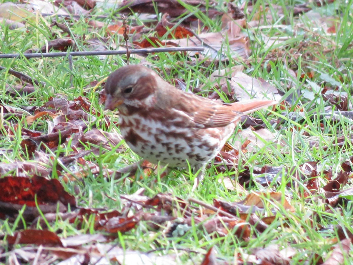 Fox Sparrow - ML645276650
