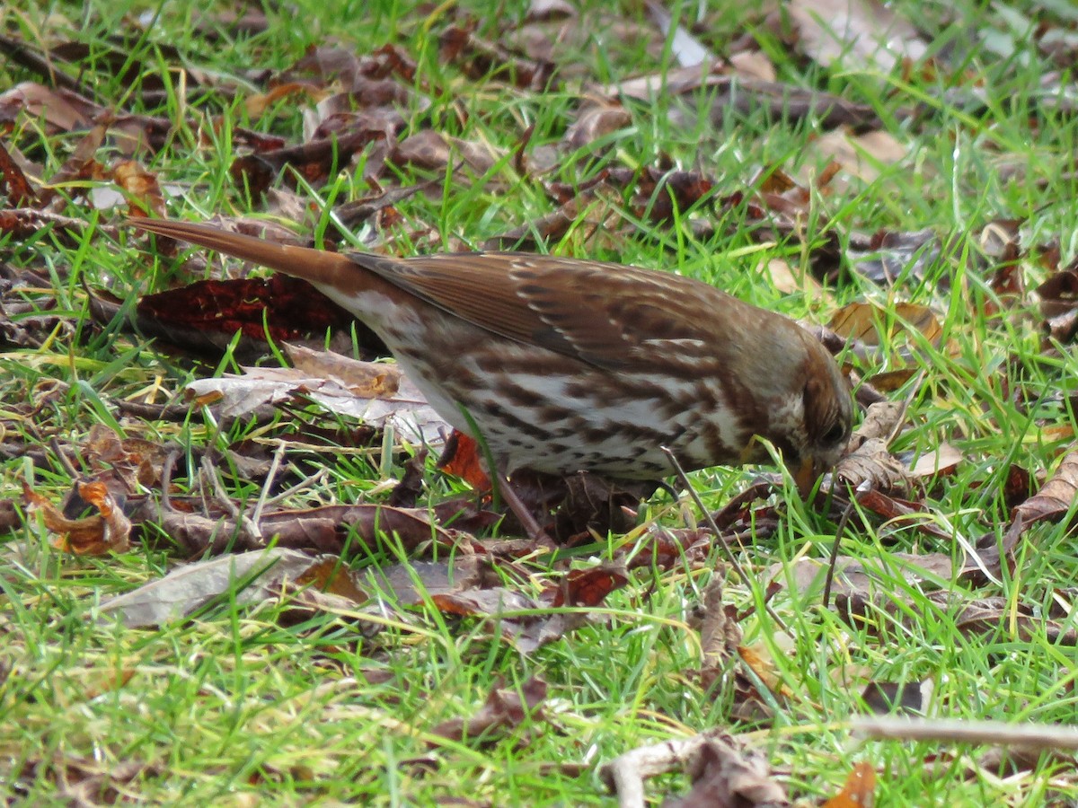 Fox Sparrow - ML645276651
