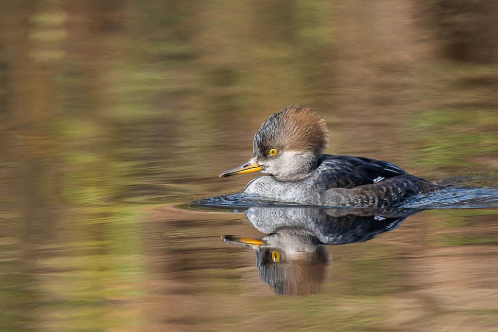 Hooded Merganser - ML645276654