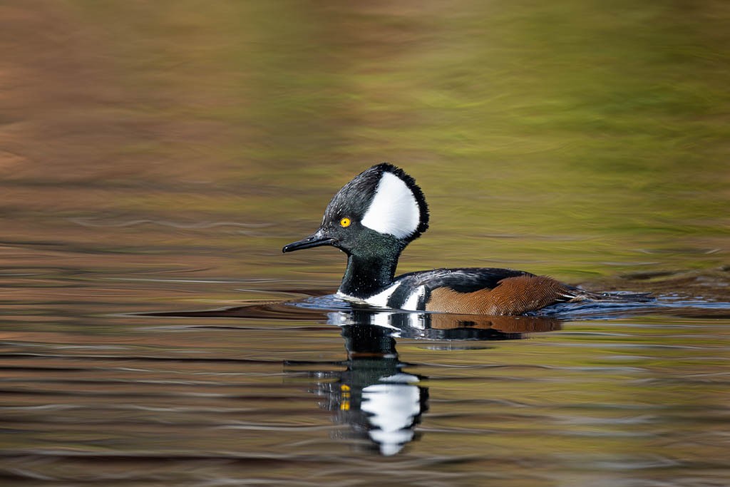 Hooded Merganser - ML645276655