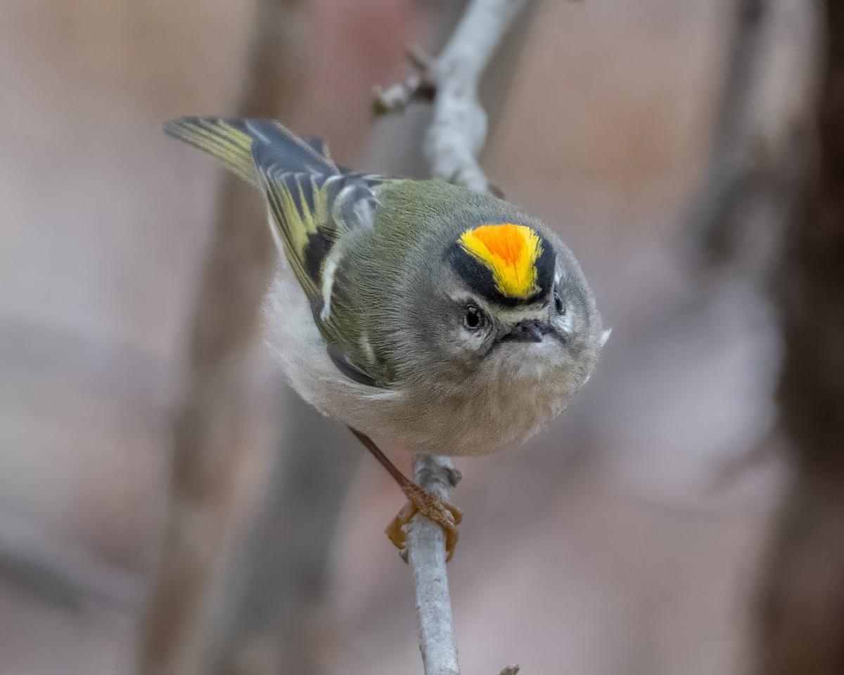 Golden-crowned Kinglet - ML645276658