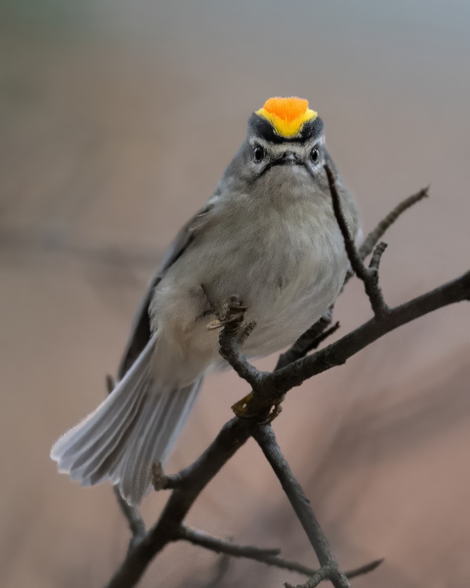Golden-crowned Kinglet - ML645276660