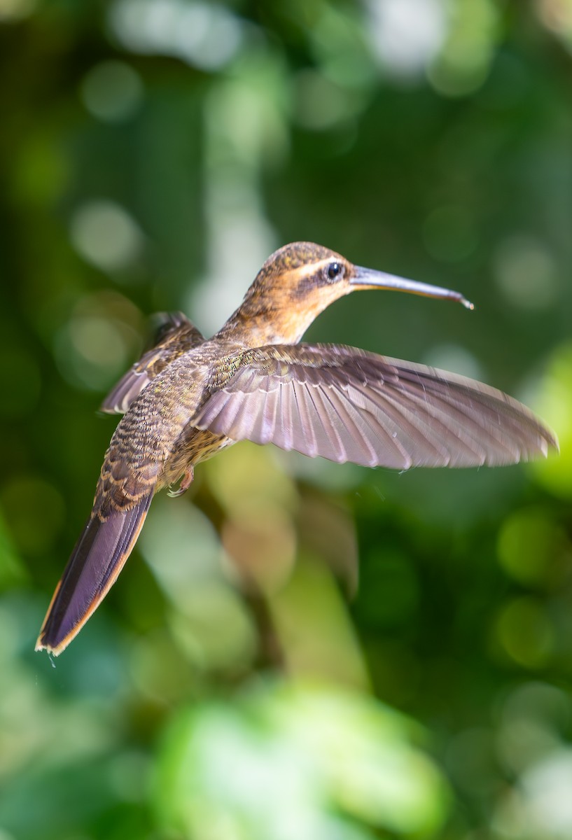 Saw-billed Hermit - ML645276665