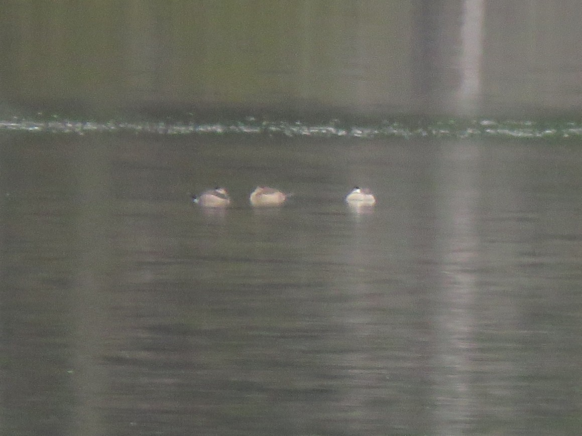 Ruddy Duck - ML645276686