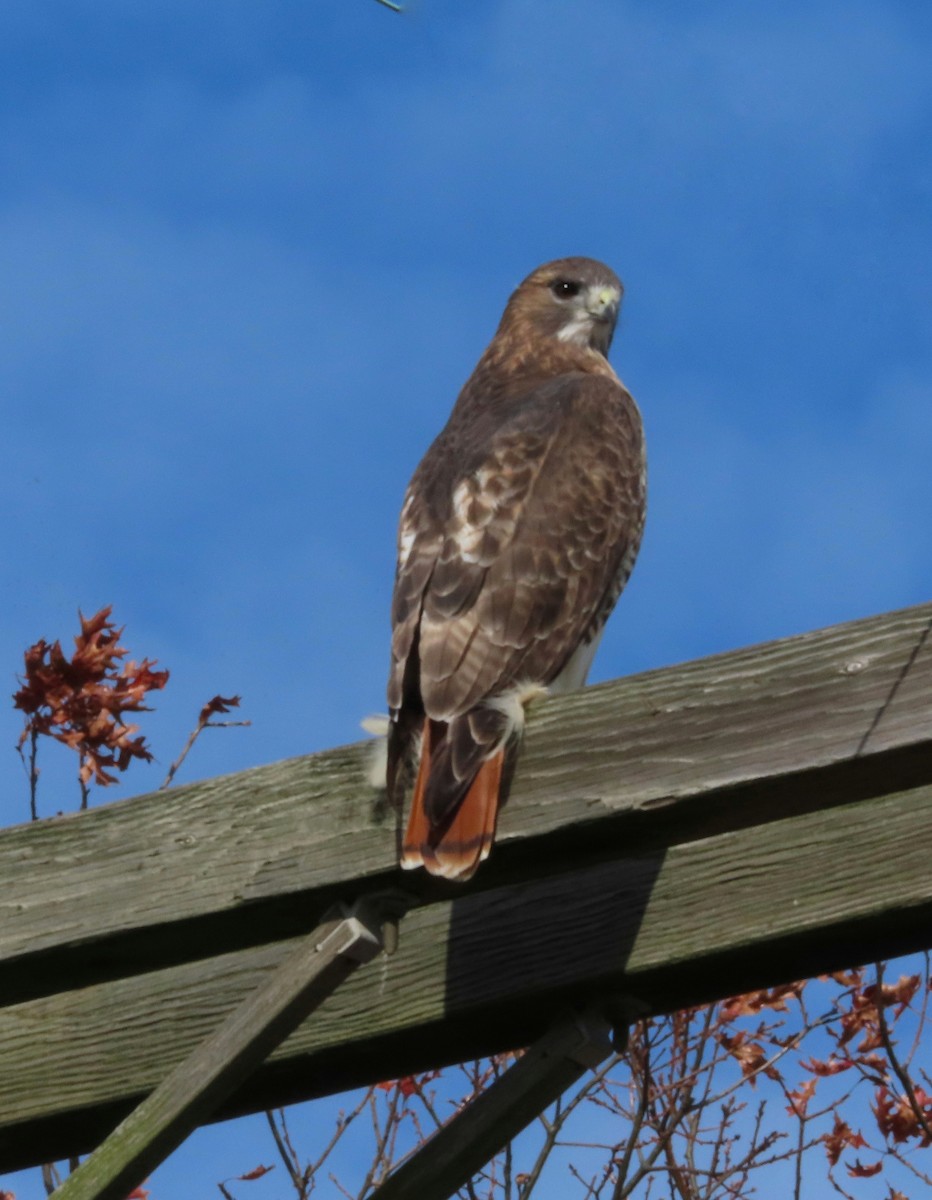 Red-tailed Hawk - ML645276691