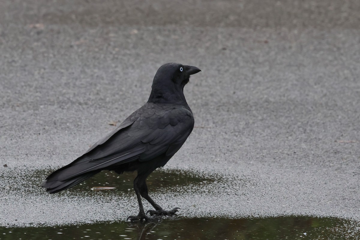 Torresian Crow - ML645276699