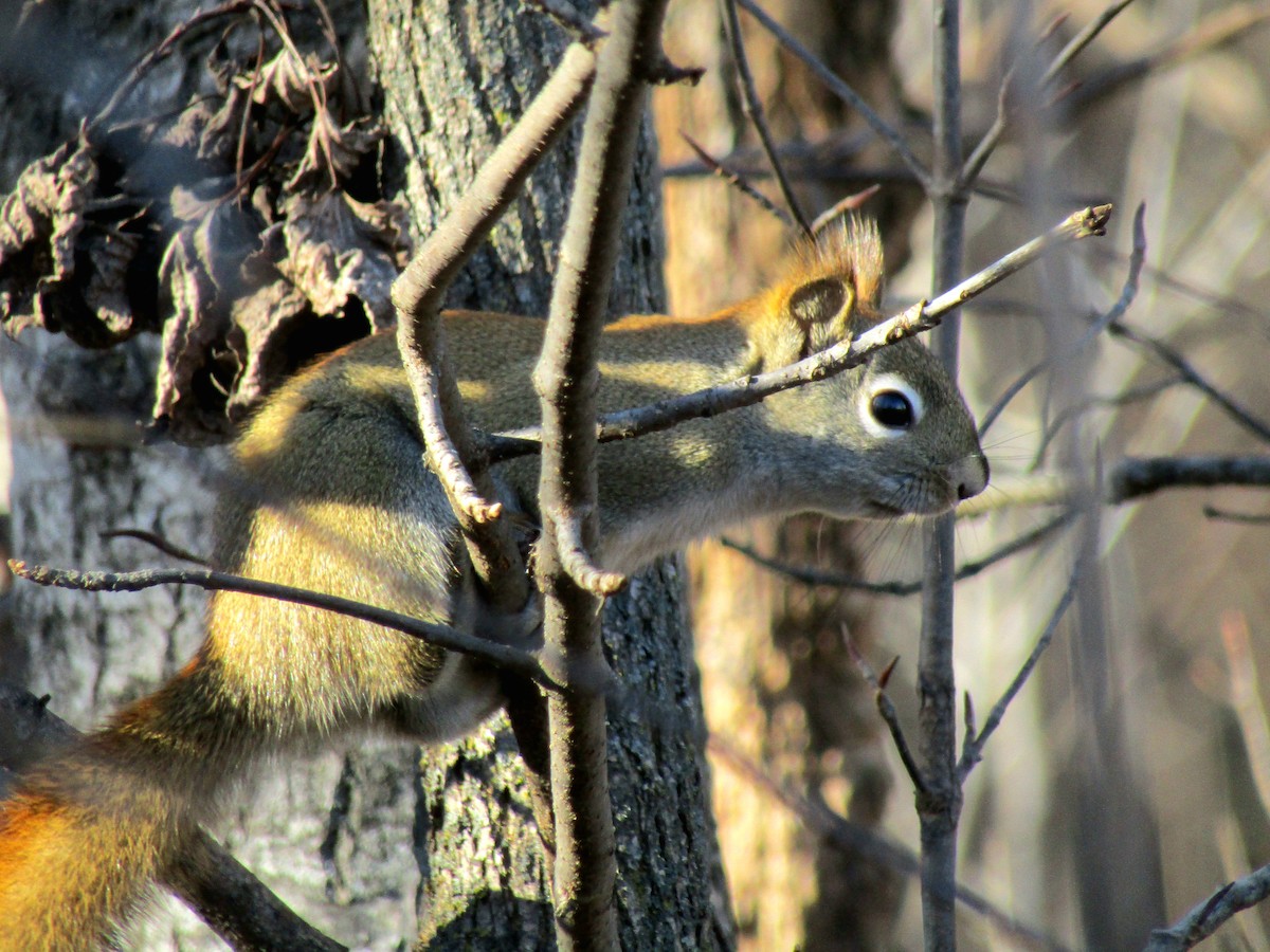 American Red Squirrel - ML645276700