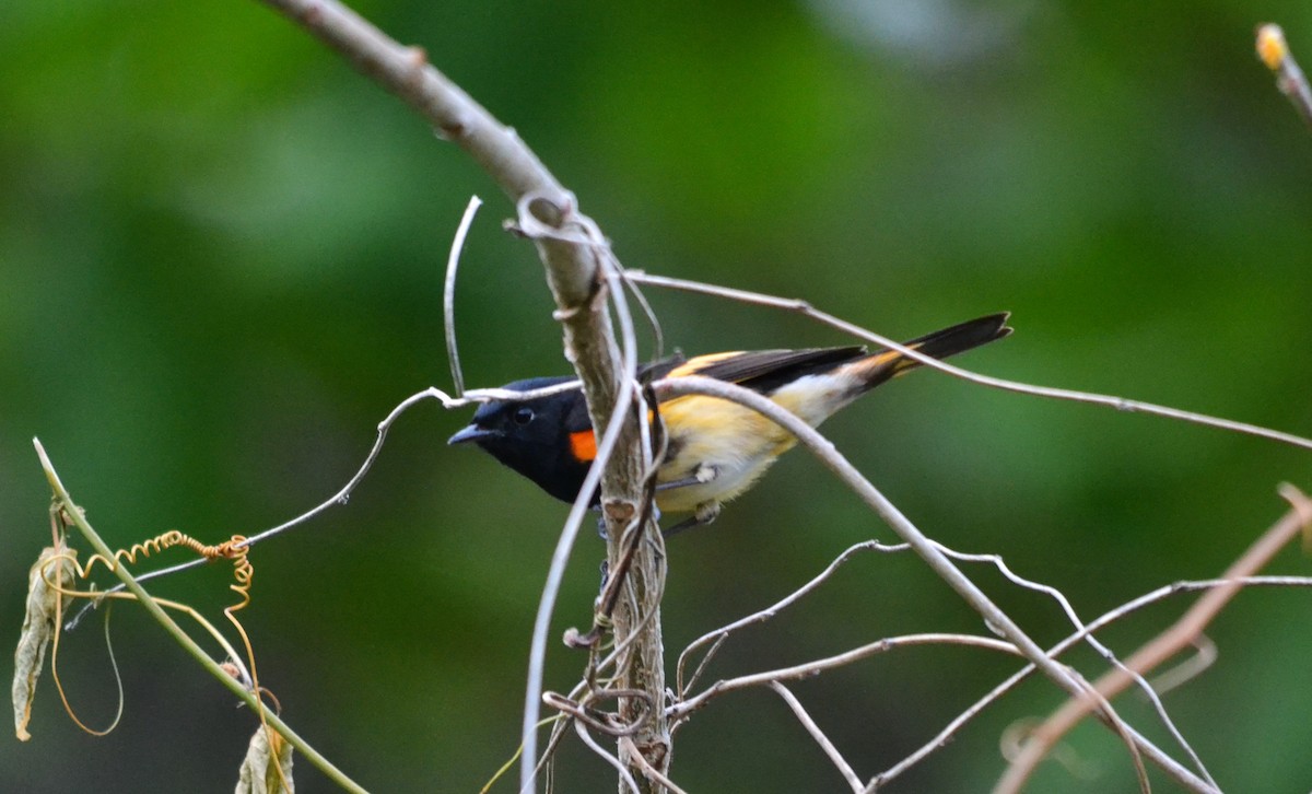 סבכון חכלילי - ML645276702
