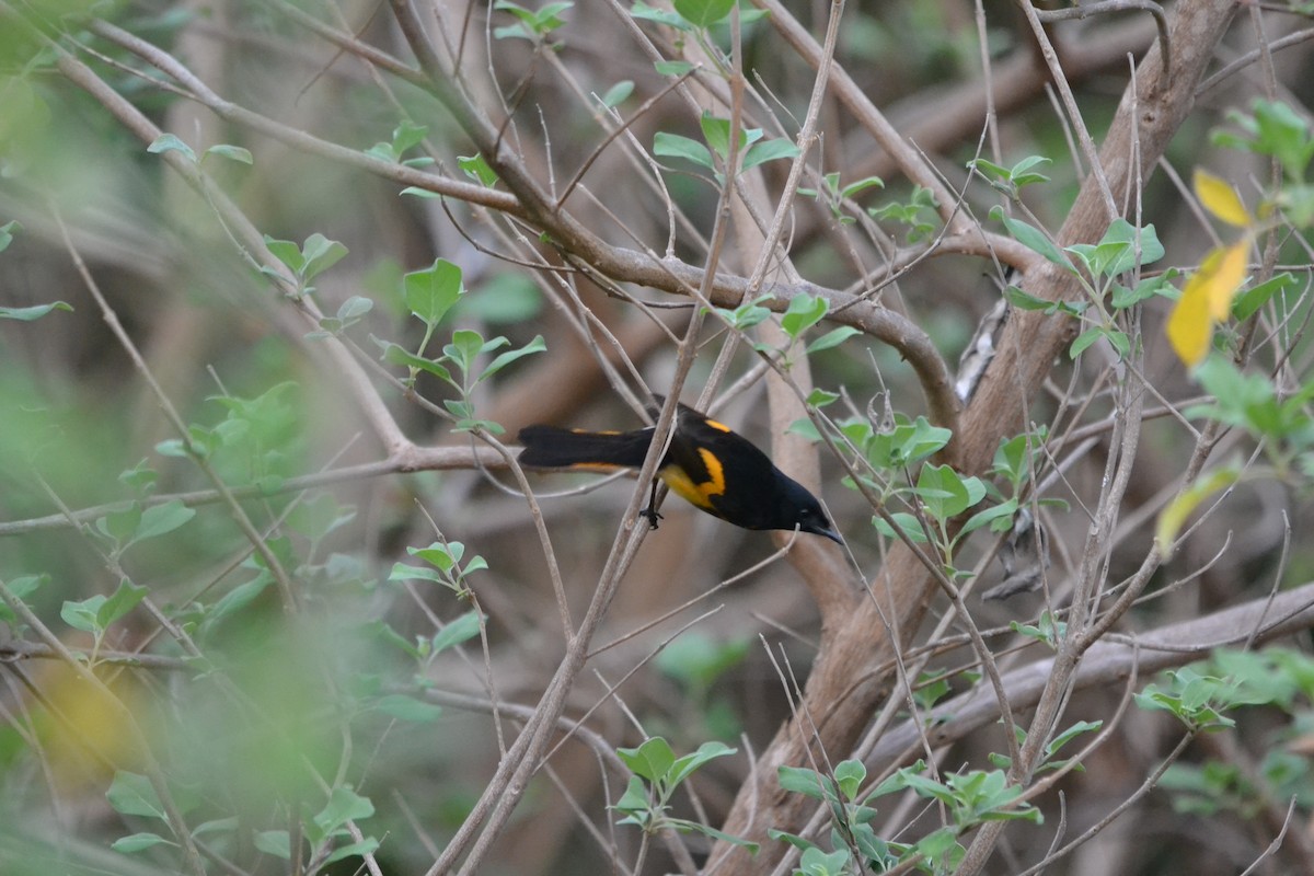 סבכון חכלילי - ML645276715