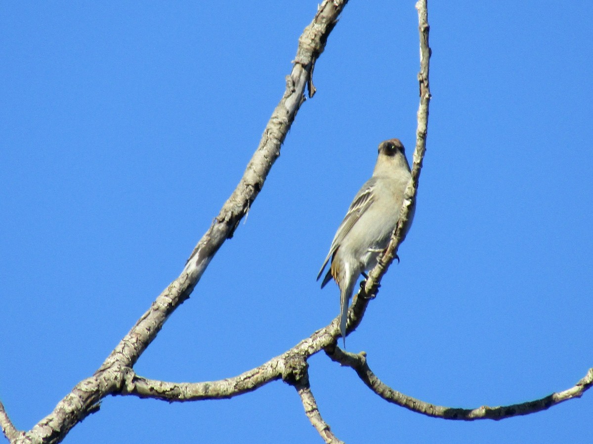 Pine Grosbeak - ML645276717