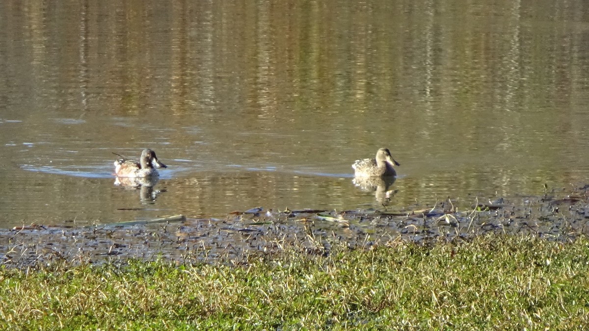 Northern Shoveler - ML645276728