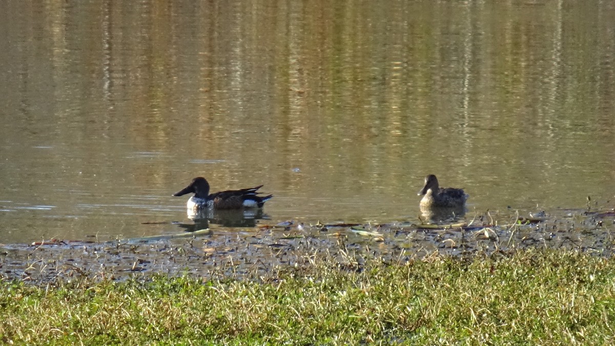 Northern Shoveler - ML645276740