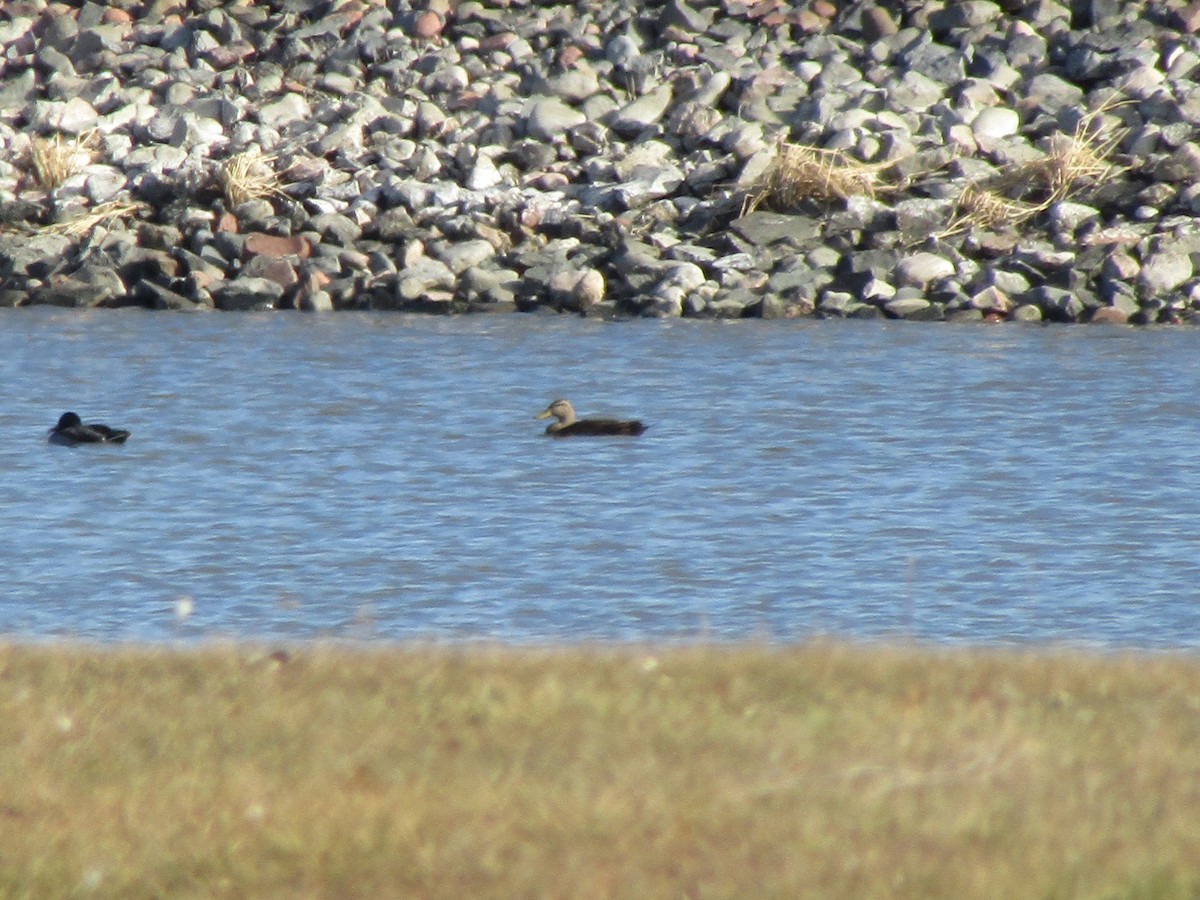 American Black Duck - ML645276743