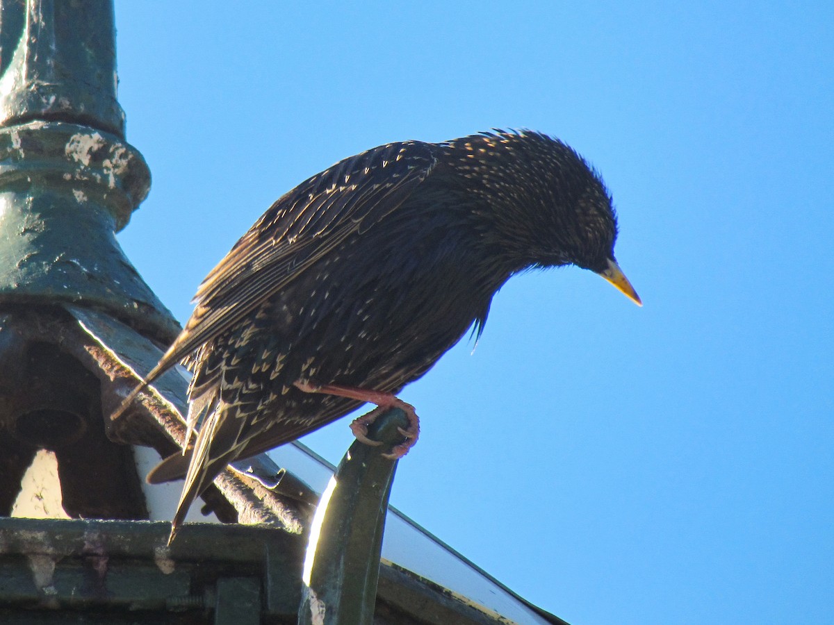European Starling - ML645276747