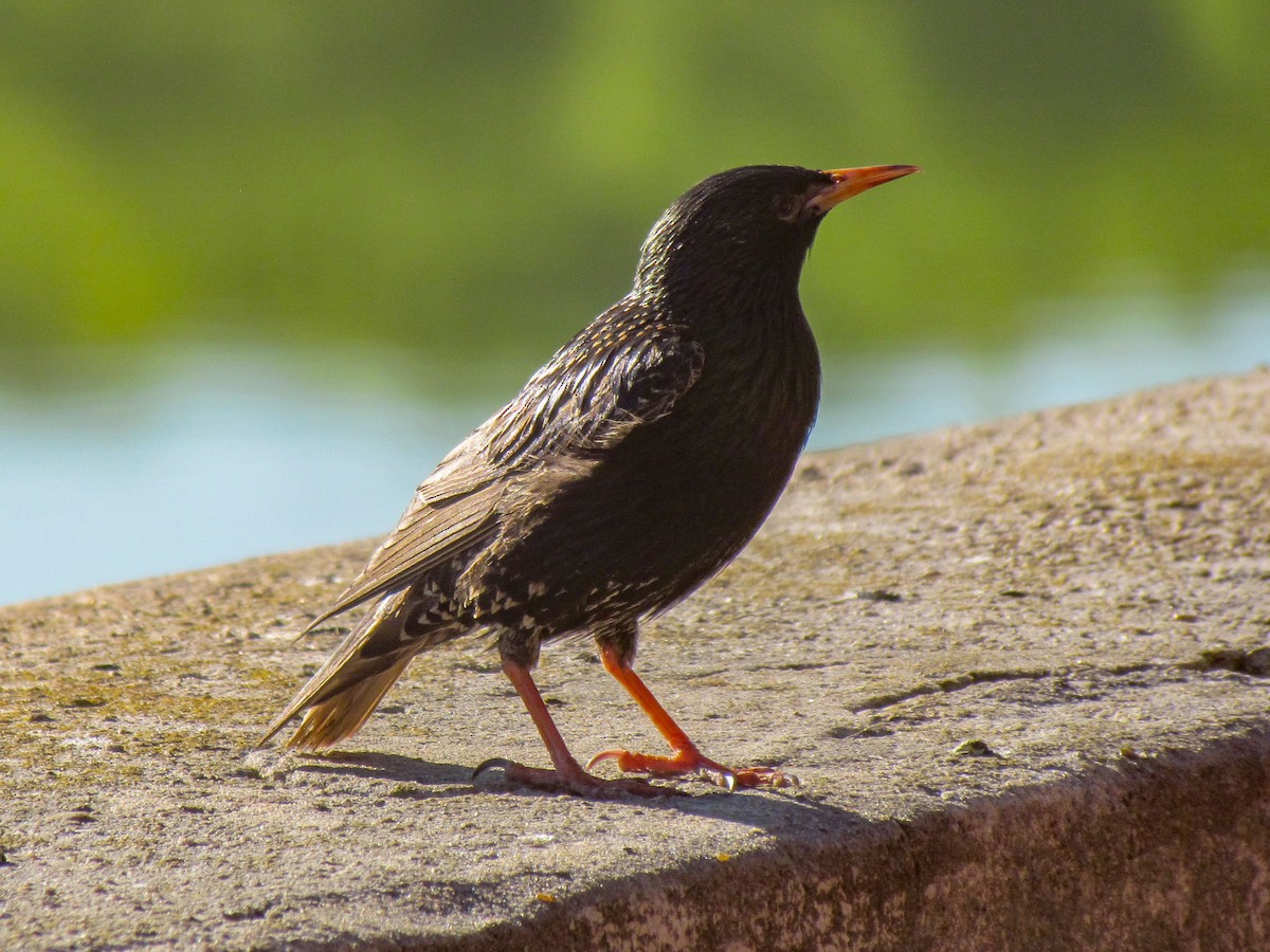 European Starling - ML645276749