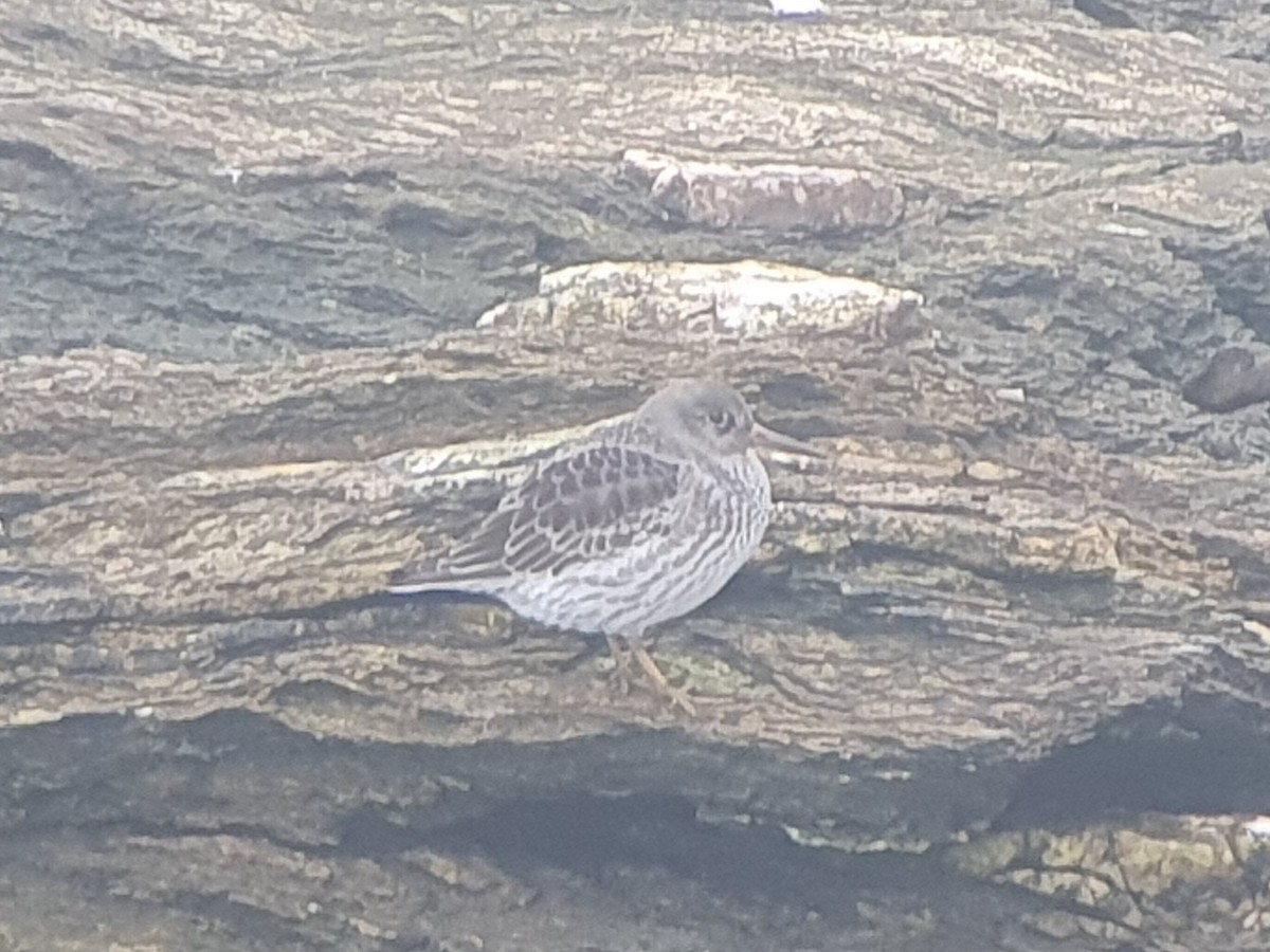 Meerstrandläufer - ML645276753