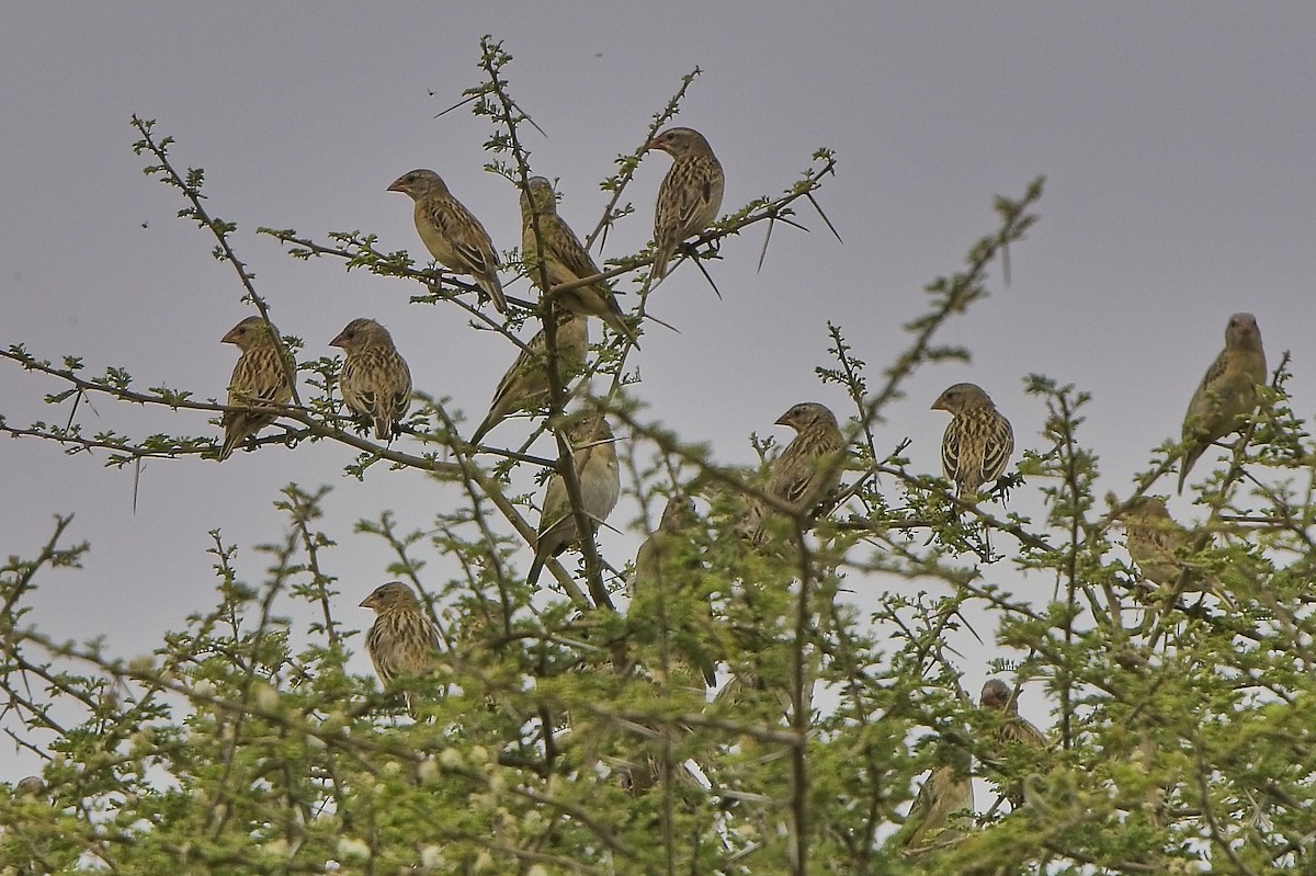 Red-billed Quelea - ML645276761