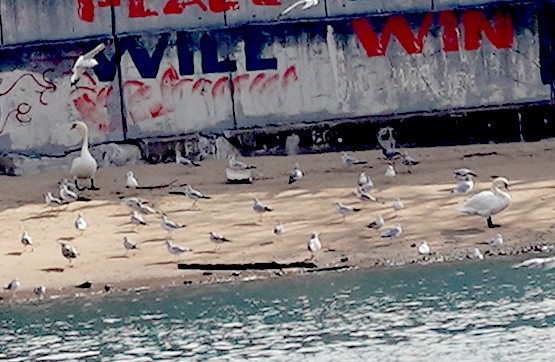 疣鼻天鵝 - ML645276766