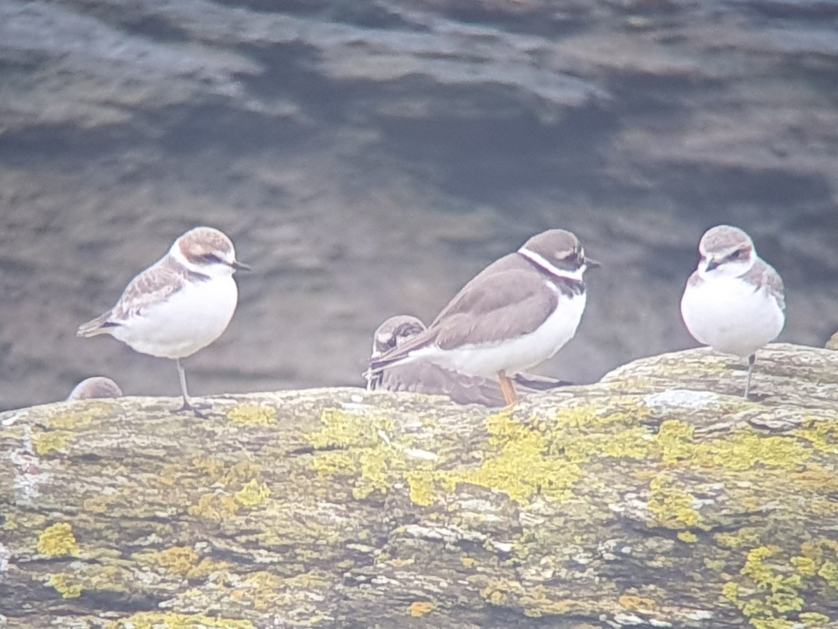 Seeregenpfeifer - ML645276767