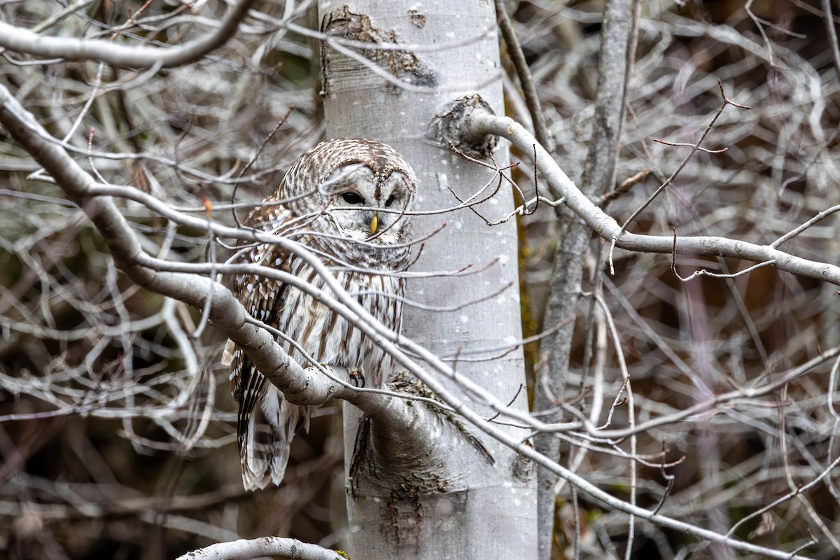 Barred Owl - ML645276768