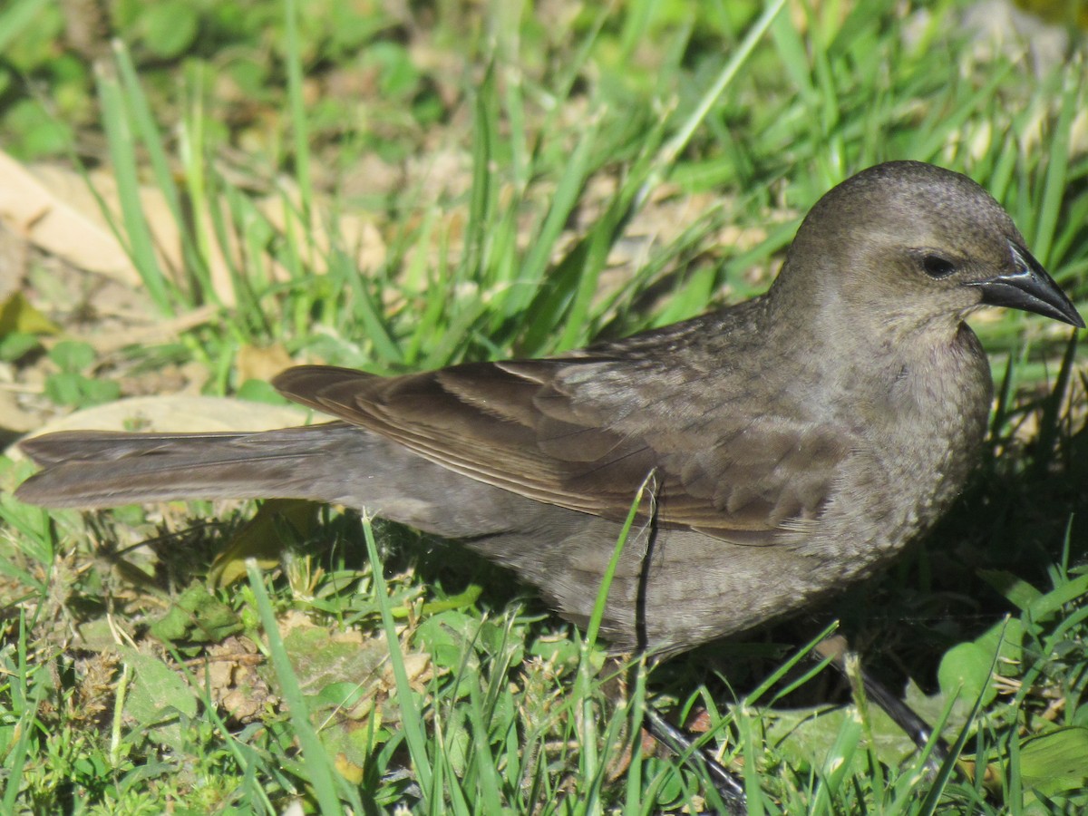 Shiny Cowbird - ML645276771