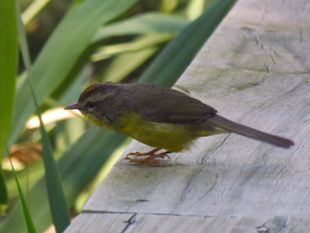 Golden-crowned Warbler - ML645276774