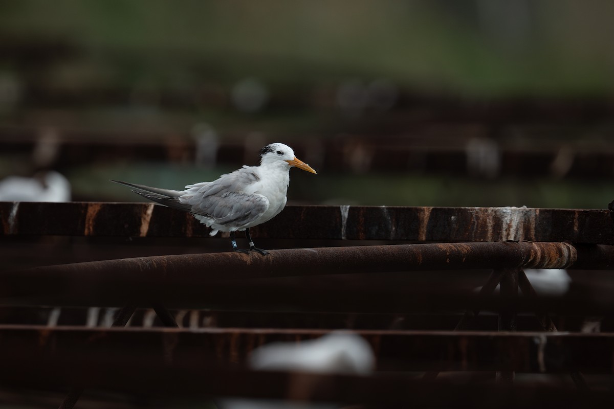Great Crested Tern - ML645276776