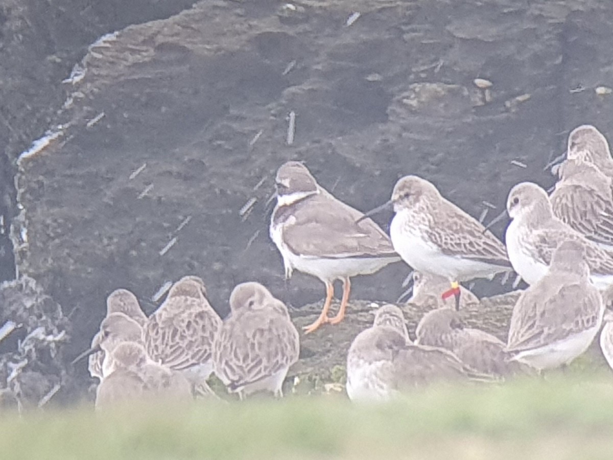 Alpenstrandläufer - ML645276778