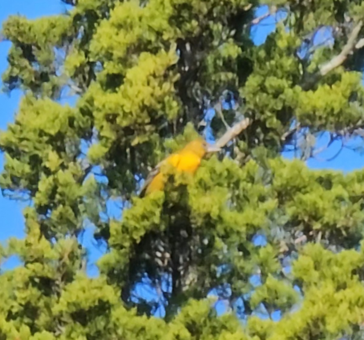 Балтиморский трупиал - ML645276779