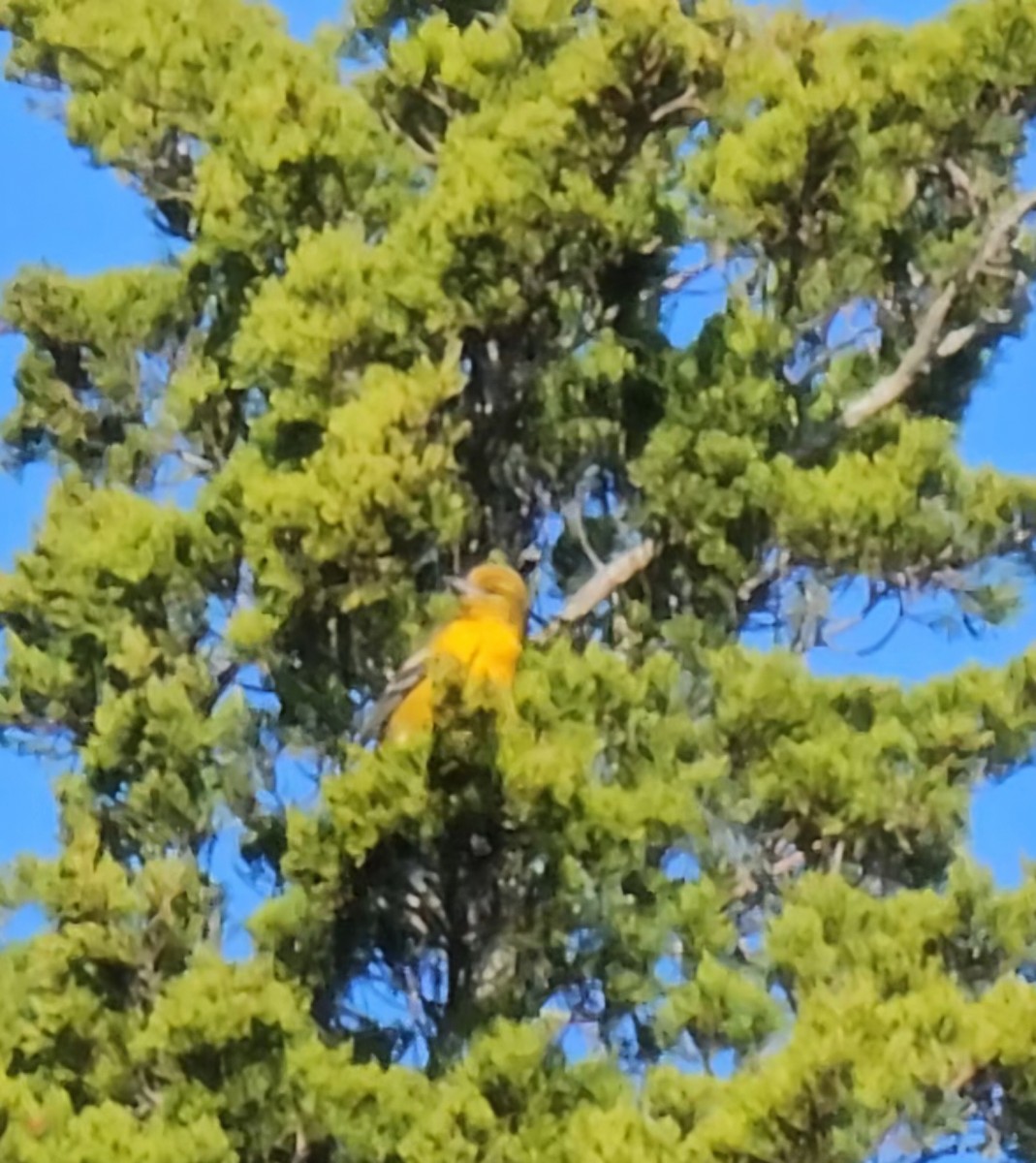 Балтиморский трупиал - ML645276780