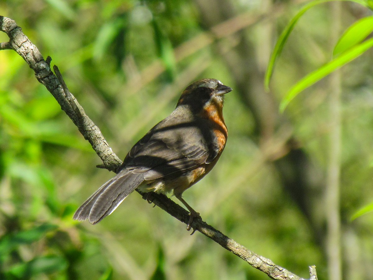Black-and-rufous Warbling Finch - ML645276786